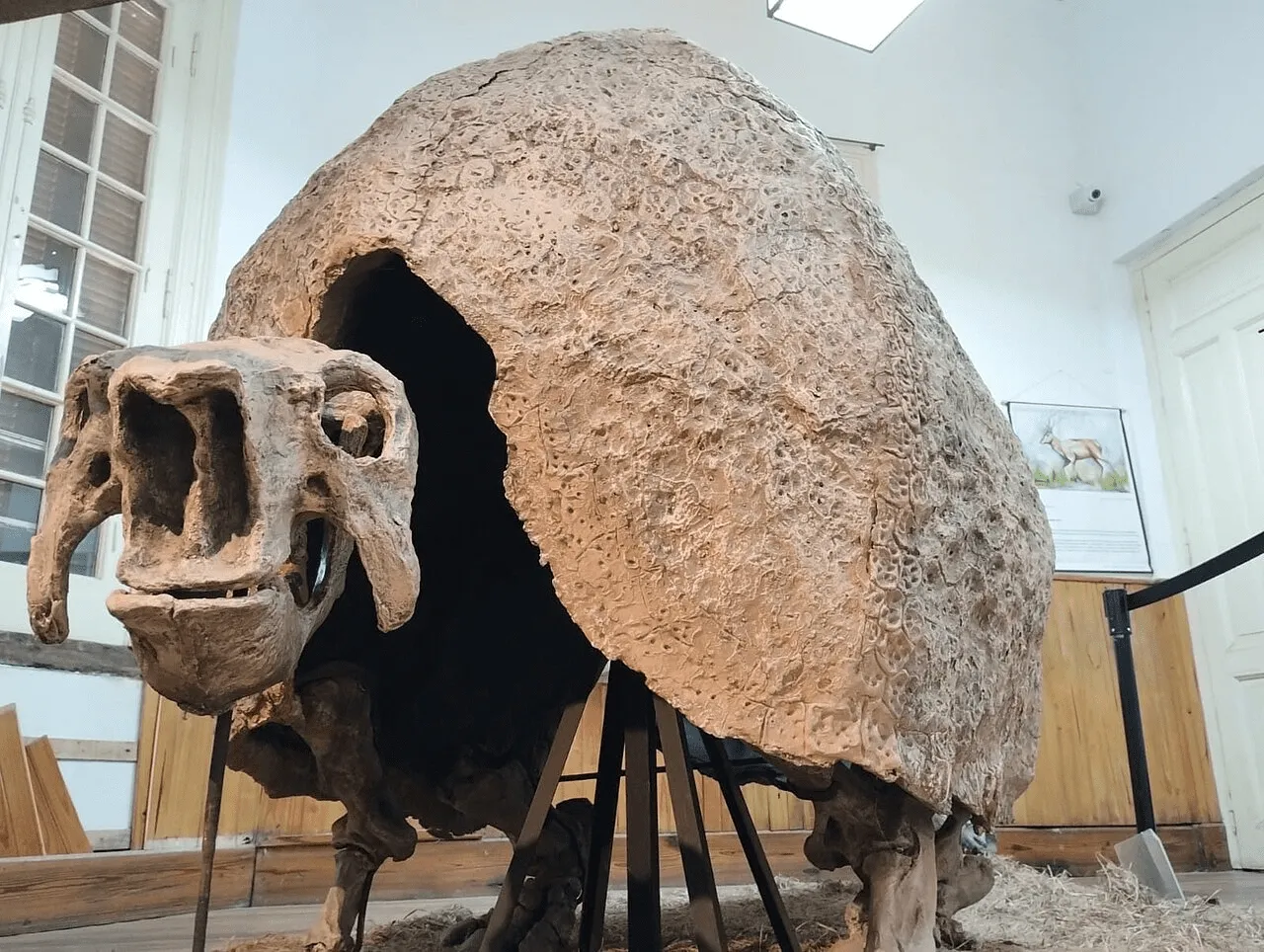 gliptodonte